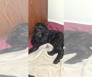 Double Doodle Puppy for sale in NORTH TAZEWELL, VA, USA