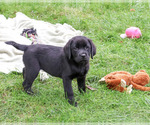 Evangaline - Female Labrador Retriever Puppy for Sale - Photo #4