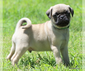 Pug Puppy for Sale in WINNSBORO, Texas USA