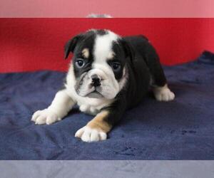 Bulldog Puppy for sale in OVERLAND, KS, USA