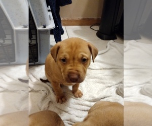 American Boston Bull Terrier-Wolf Hybrid Mix Puppy for sale in AUMSVILLE, OR, USA