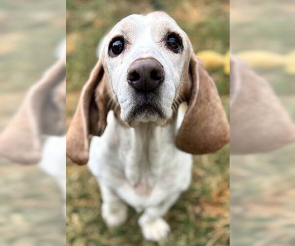 Medium Photo #4 Basset Hound Puppy For Sale in Deepwater, NJ, USA