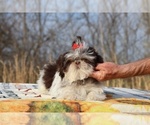 Small #4 Shih Tzu