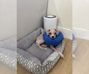 Chihuahua Dogs for adoption in Dana Point, CA, USA