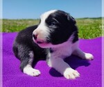 Small Photo #107 Border Collie Puppy For Sale in NORBORNE, MO, USA