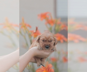 Golden Retriever Puppy for sale in FREDONIA, KY, USA