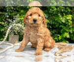 Image preview for Ad Listing. Nickname: Litter of 4