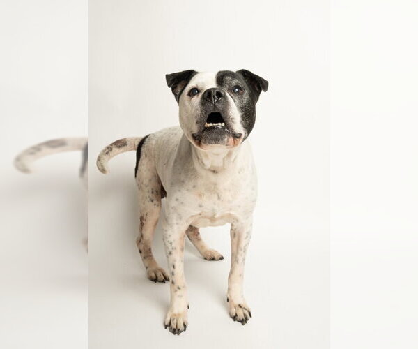 Medium Photo #2 Mutt Puppy For Sale in Rowlett, TX, USA