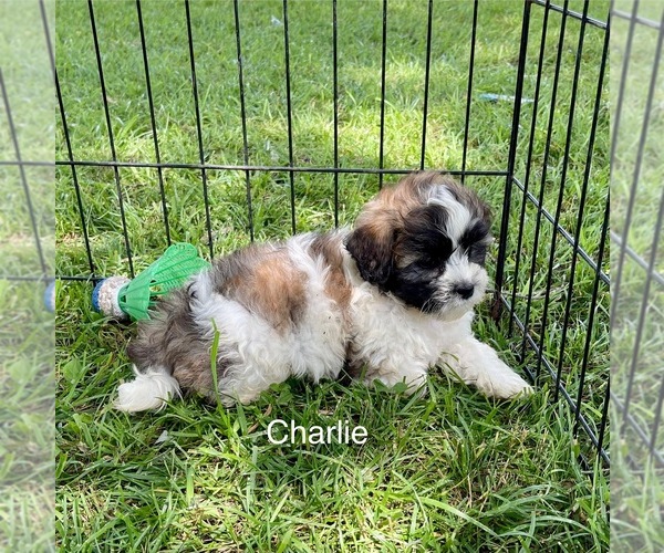 Medium Photo #2 Zuchon Puppy For Sale in MOUNT PLEASANT, MI, USA