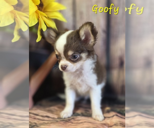 Medium Photo #2 Chihuahua Puppy For Sale in HOMERVILLE, GA, USA