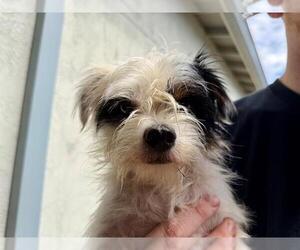 Norfolk Terrier-Unknown Mix Dogs for adoption in Santa Rosa, CA, USA