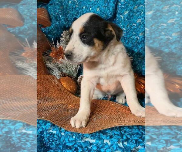 Medium Photo #2 Australian Cattle Dog Puppy For Sale in MENIFEE, CA, USA