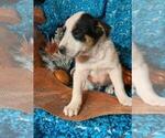 Small Photo #2 Australian Cattle Dog Puppy For Sale in MENIFEE, CA, USA