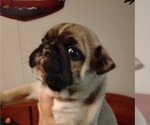 Small Photo #6 Frenchie Pug Puppy For Sale in NEW WAVERLY, TX, USA