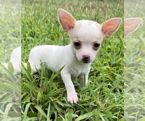 Chihuahua Puppy for sale in BOCA RATON, FL, USA