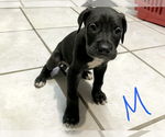 Small Photo #3 Great Dane Puppy For Sale in SAN DIEGO, CA, USA