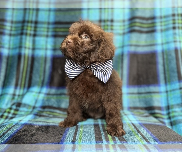 Medium Photo #2 ShihPoo Puppy For Sale in LAKELAND, FL, USA