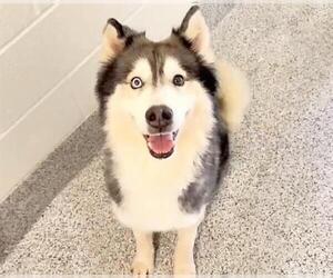 Siberian Husky Dogs for adoption in Houston, TX, USA