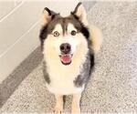 FEN - Male Siberian Husky Dog for Adoption - Small photo