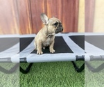 Small Photo #7 French Bulldog Puppy For Sale in OCEANSIDE, CA, USA