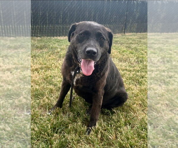 Medium Photo #1 Labrador Retriever Puppy For Sale in Evansville, IN, USA