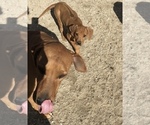 Small Photo #126 Rhodesian Ridgeback Puppy For Sale in MORONGO VALLEY, CA, USA