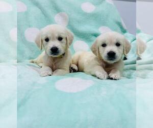 English Cream Golden Retriever Puppy for sale in KENDALL, FL, USA