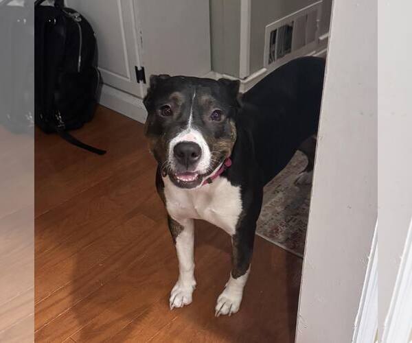 Medium Photo #2 Mutt Puppy For Sale in Woodbury, NY, USA