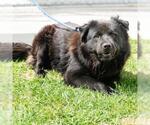Small #2 Chow Chow