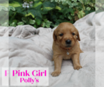 Puppy Pink Golden Retriever