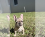 Small #4 French Bulldog