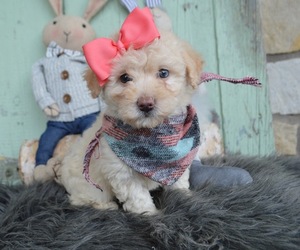 F2 Aussiedoodle Puppy for sale in HONEY BROOK, PA, USA