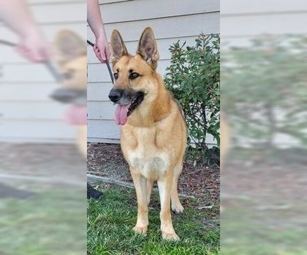 Medium Photo #2  Puppy For Sale in , 