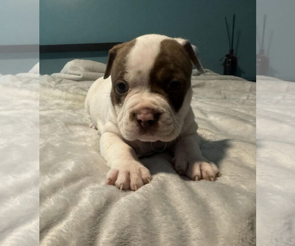 Medium Photo #3 Bull-Boxer Puppy For Sale in Holly Springs, NC, USA