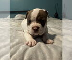 Small #2 Bull-Boxer