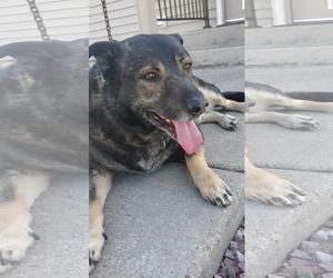 German Shepherd Dog-Unknown Mix Dogs for adoption in Polson, MT, USA
