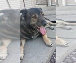 Small German Shepherd Dog Mix