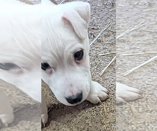 Medium Photo #19 Jack Russell Terrier Puppy For Sale in APPLE GROVE, WV, USA