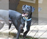 Small #3 Great Dane-Labrador Retriever Mix