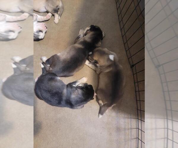 Medium Photo #1 Alaskan Husky-Siberian Husky Mix Puppy For Sale in PHOENIX, AZ, USA