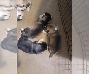 Alaskan Husky-Siberian Husky Mix Puppy for sale in PHOENIX, AZ, USA