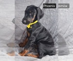 Small #2 Doberman Pinscher
