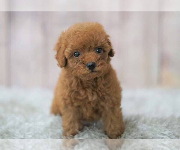 Medium Photo #6 Poodle (Miniature) Puppy For Sale in FULLERTON, CA, USA