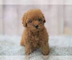Small Photo #6 Poodle (Miniature) Puppy For Sale in FULLERTON, CA, USA