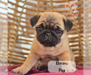 Pug Puppy for sale in ELMHURST, IL, USA