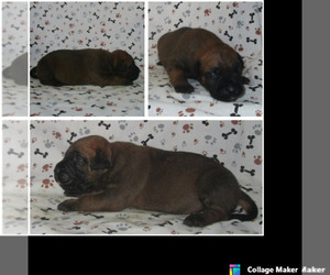 Bullmastiff Puppy for sale in CHANUTE, KS, USA