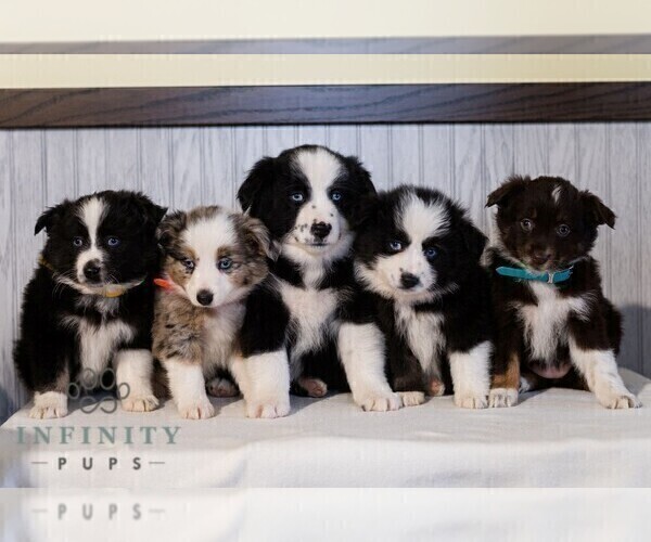 Medium Photo #2 Miniature Australian Shepherd Puppy For Sale in REBERSBURG, PA, USA