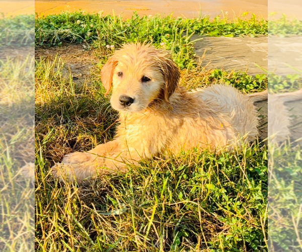 Medium Photo #2 Golden Retriever Puppy For Sale in VERONA, KY, USA