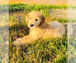 Small #1 Golden Retriever