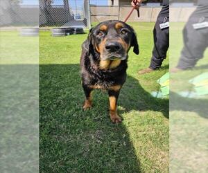 Rottweiler-Unknown Mix Dogs for adoption in Corpus Christi, TX, USA